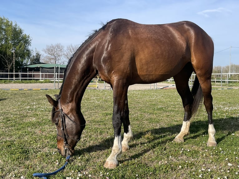 Italienisches Reitpferd Stute 3 Jahre 165 cm Brauner in Ravenna
