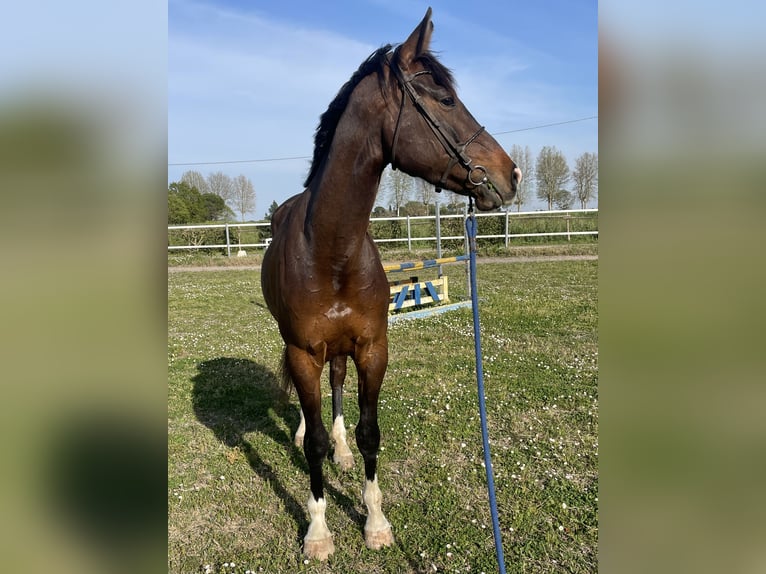 Italienisches Reitpferd Stute 3 Jahre 165 cm Brauner in Ravenna