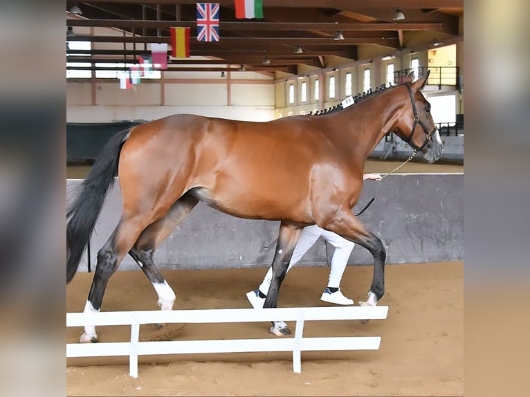 Italienisches Reitpferd Stute 3 Jahre 170 cm Brauner in Cagliari