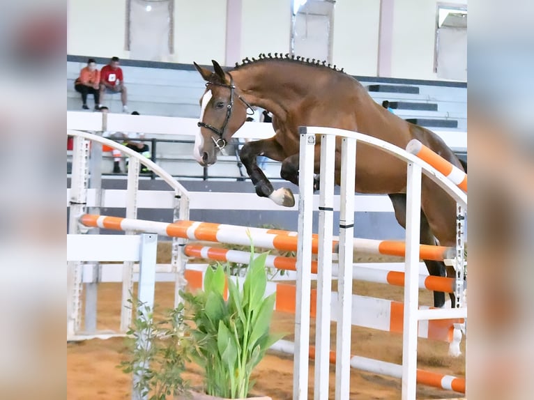 Italienisches Reitpferd Stute 3 Jahre 170 cm Brauner in Cagliari