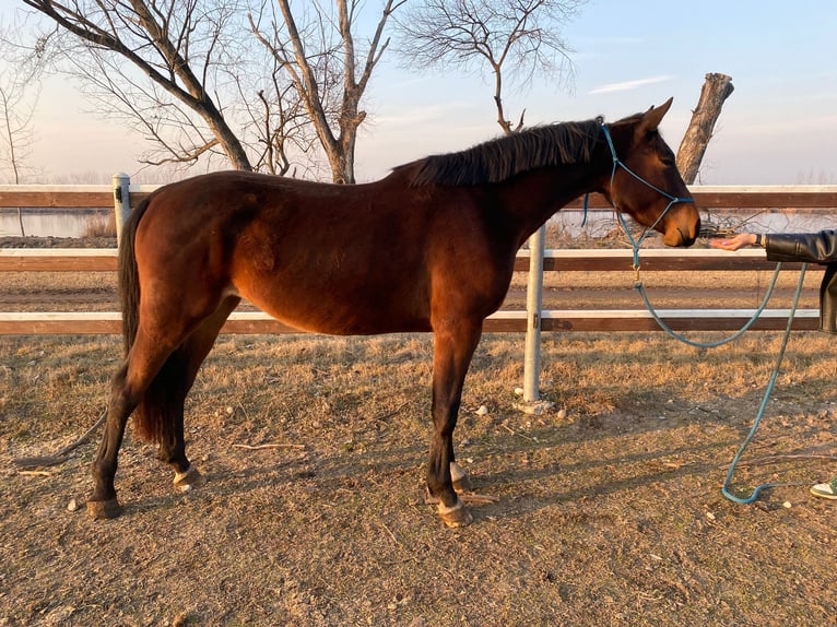 Italienisches Reitpferd Stute 4 Jahre 168 cm Rotbrauner in Verona