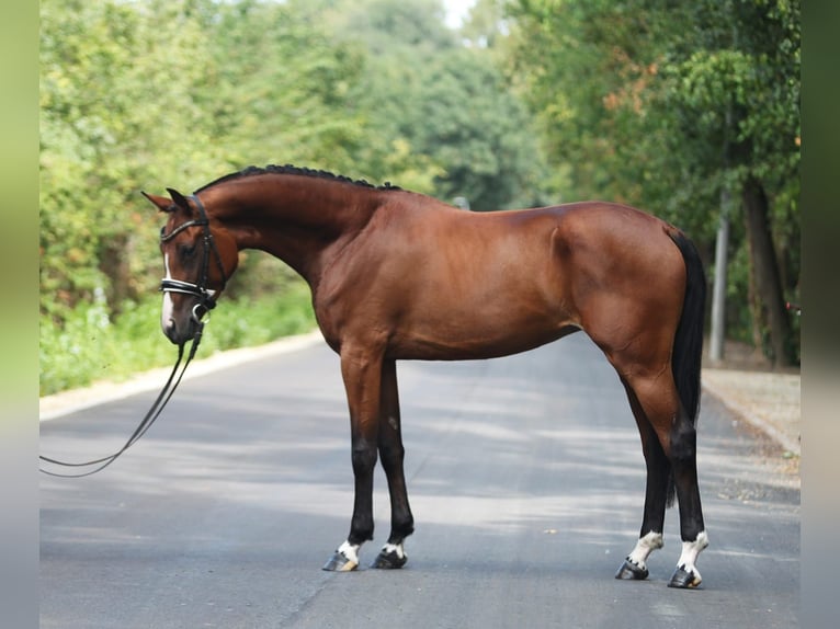 Italienisches Reitpferd Stute 5 Jahre 165 cm Brauner in Königsdorf