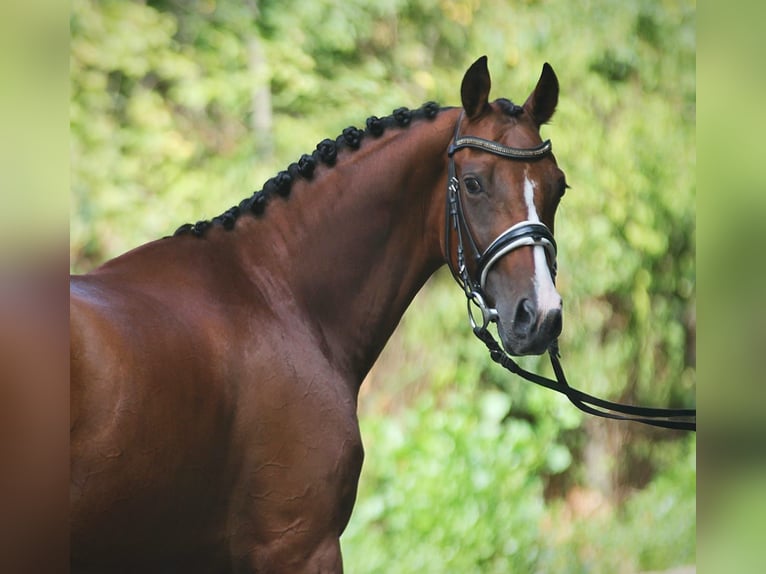 Italienisches Reitpferd Stute 5 Jahre 165 cm Brauner in Königsdorf