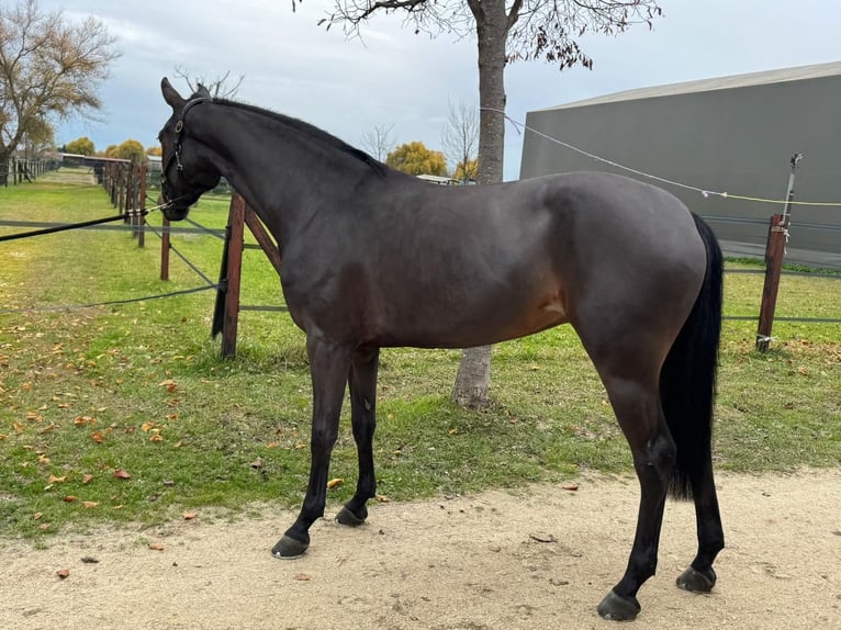 Italienisches Reitpferd Stute 5 Jahre 167 cm Brauner in Preganziol