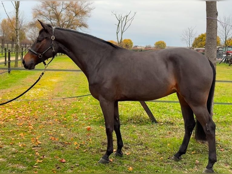Italienisches Reitpferd Stute 5 Jahre 167 cm Brauner in Preganziol