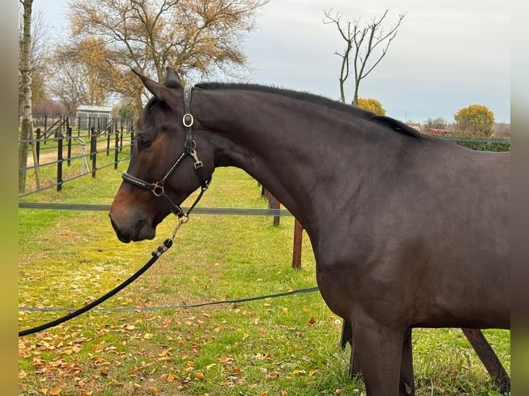 Italienisches Reitpferd Stute 5 Jahre 167 cm Brauner in Preganziol