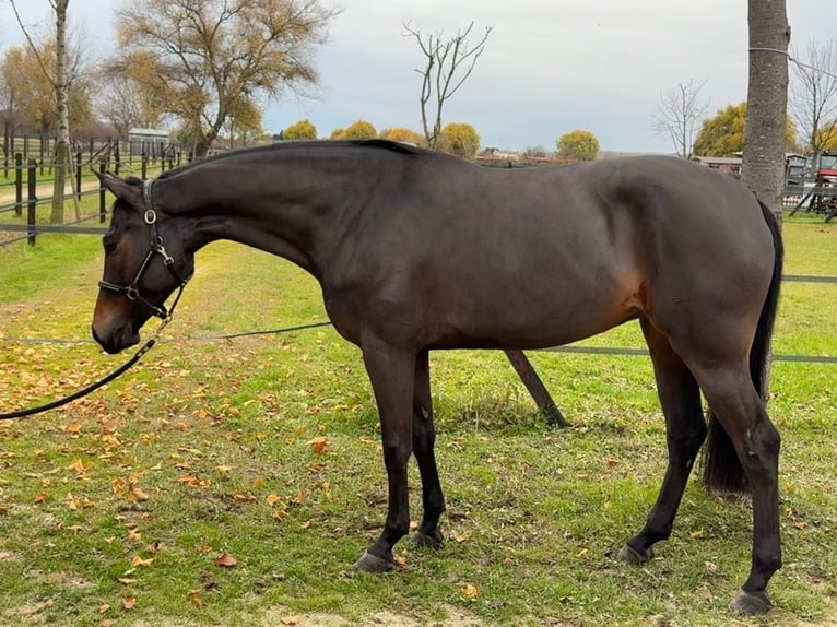 Italienisches Reitpferd Stute 5 Jahre 167 cm Brauner in Preganziol