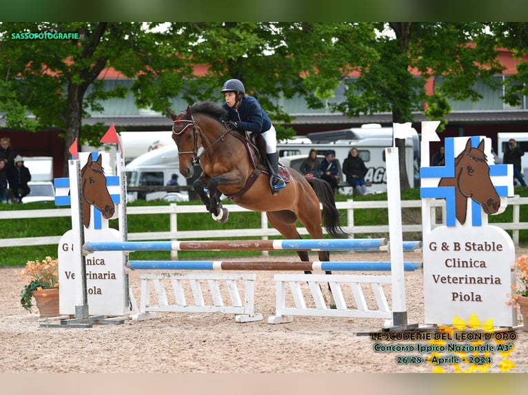 Italienisches Reitpferd Stute 6 Jahre 165 cm Brauner in Lenta