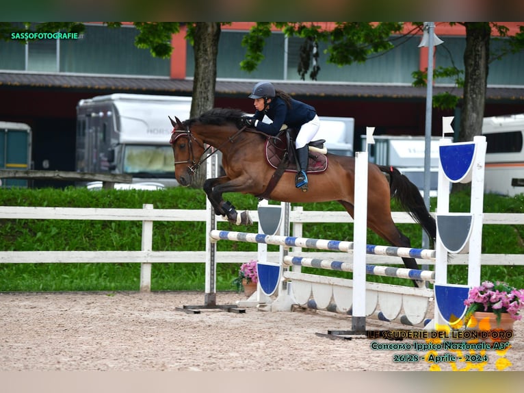 Italienisches Reitpferd Stute 6 Jahre 165 cm Brauner in Lenta