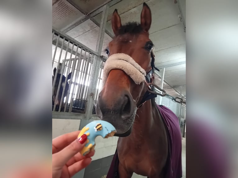 Italienisches Reitpferd Stute 6 Jahre 165 cm Brauner in Lenta