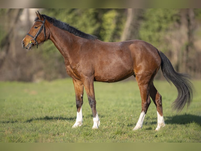 Italienisches Reitpferd Stute 6 Jahre 166 cm Rotbrauner in Tarcento