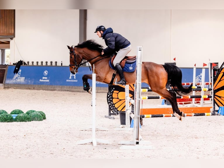 Italienisches Reitpferd Stute 6 Jahre 168 cm Brauner in Wola Wi&#x119;c&#x142;awska