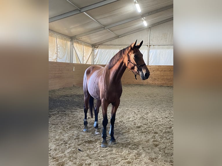 Italienisches Reitpferd Stute 6 Jahre 180 cm Brauner in Cecina