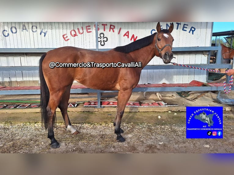 Italienisches Reitpferd Stute 8 Jahre 157 cm Brauner in Solarino