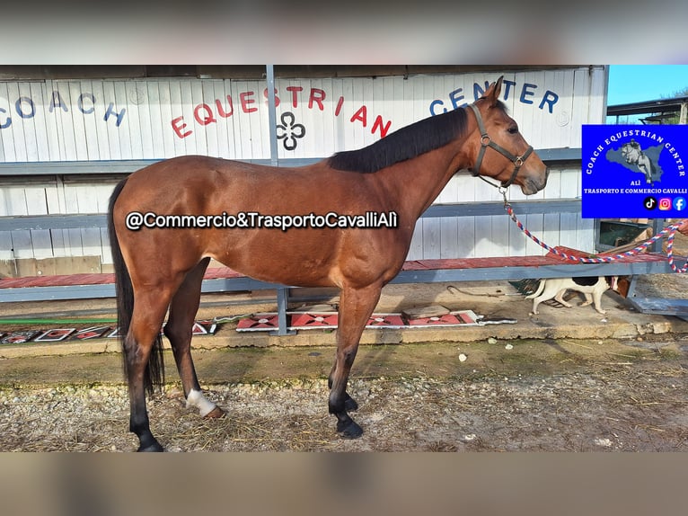 Italienisches Reitpferd Stute 8 Jahre 157 cm Brauner in Solarino