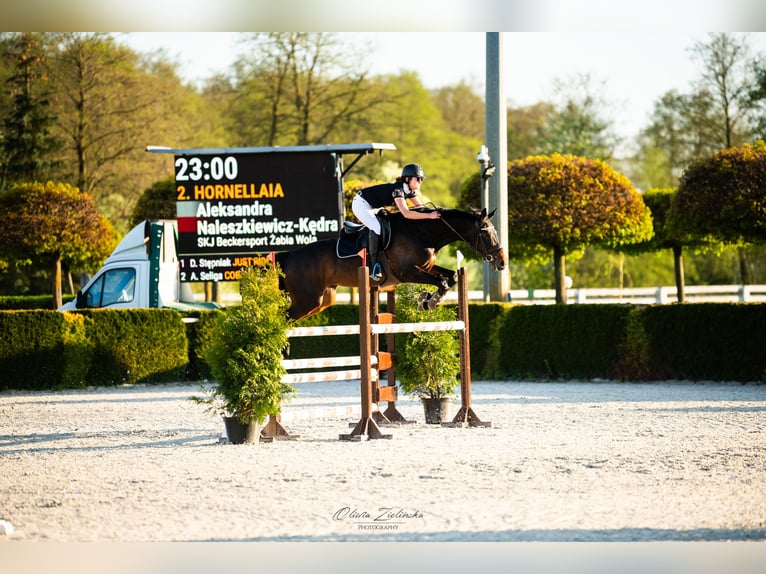 Italienisches Reitpferd Stute 8 Jahre 170 cm Dunkelbrauner in Warszawa