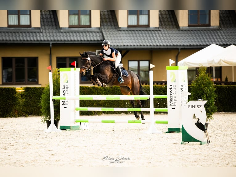 Italienisches Reitpferd Stute 8 Jahre 170 cm Dunkelbrauner in Warszawa