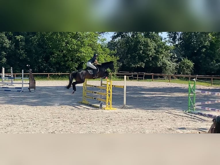 Italienisches Reitpferd Stute 8 Jahre 170 cm Dunkelbrauner in Warszawa