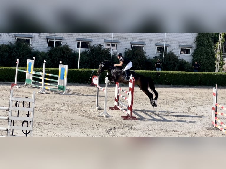 Italienisches Reitpferd Stute 8 Jahre 170 cm Dunkelbrauner in Warszawa