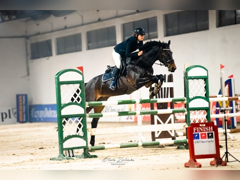 Italienisches Reitpferd Stute 8 Jahre 170 cm Dunkelbrauner in Warszawa