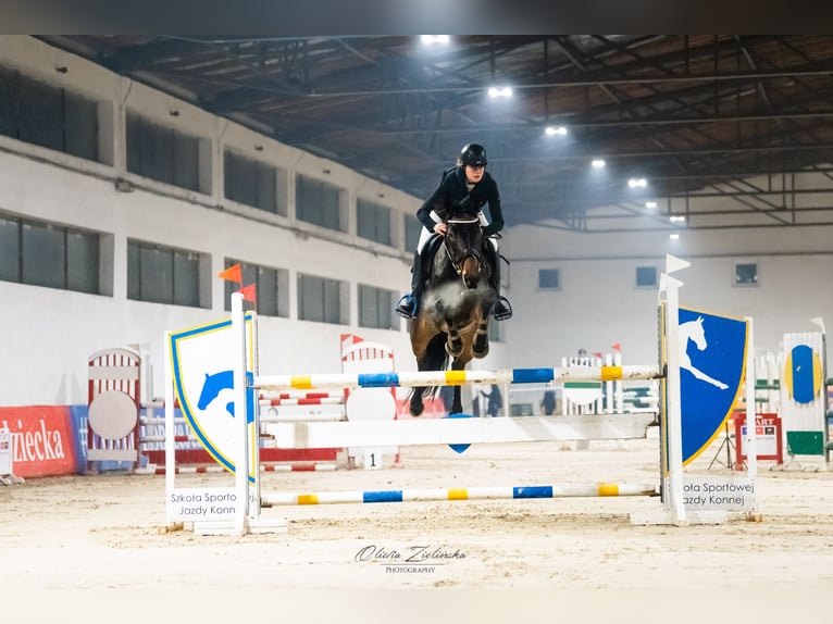 Italienisches Reitpferd Stute 8 Jahre 170 cm Dunkelbrauner in Warszawa