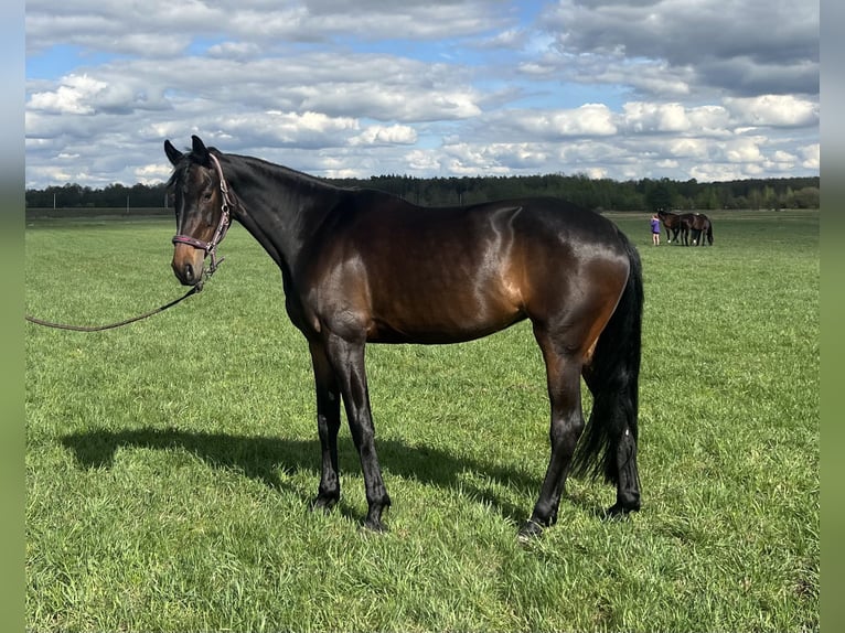 Italienisches Reitpferd Stute 8 Jahre 170 cm Dunkelbrauner in Warszawa