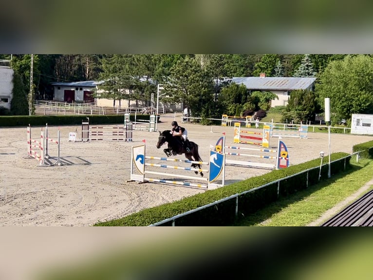 Italienisches Reitpferd Stute 8 Jahre 170 cm Dunkelbrauner in Warszawa