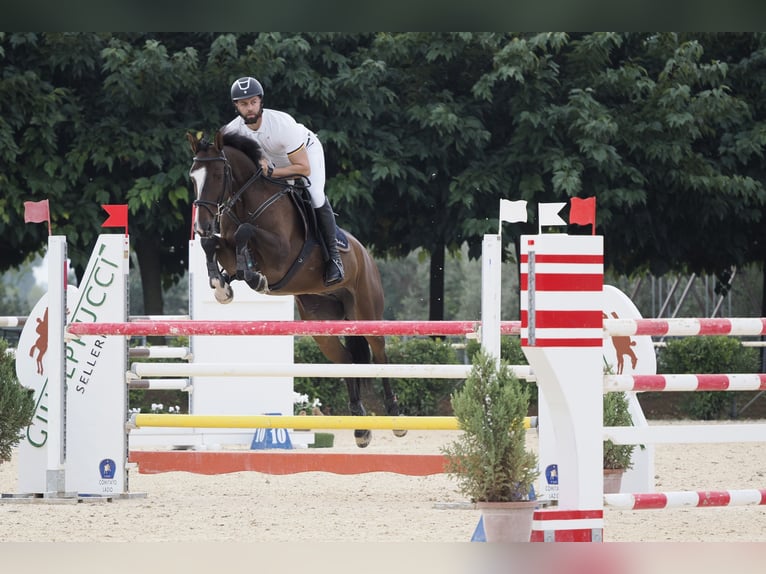 Italienisches Reitpferd Stute 8 Jahre 174 cm Dunkelbrauner in roma