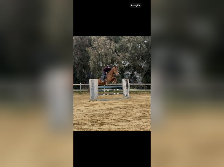 Italienisches Reitpferd Stute 8 Jahre 177 cm Fuchs in Favara