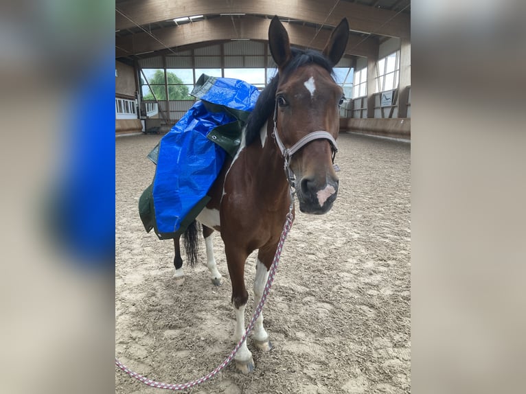 Italienisches Reitpferd Mix Stute 9 Jahre 146 cm Schecke in Rheinfelden