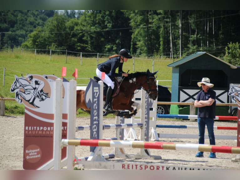 Italienisches Reitpferd Mix Stute 9 Jahre 146 cm Schecke in Rheinfelden