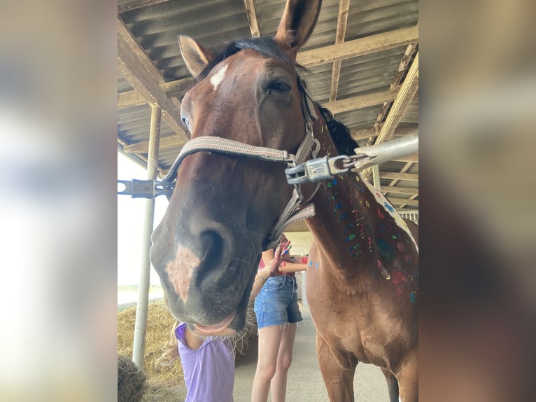 Italienisches Reitpferd Mix Stute 9 Jahre 146 cm Schecke in Rheinfelden