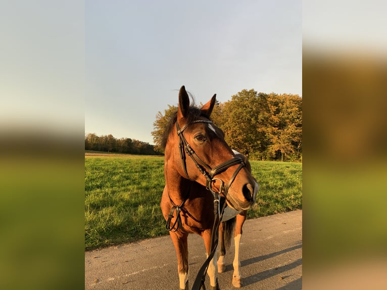 Italienisches Reitpferd Mix Stute 9 Jahre 146 cm Schecke in Rheinfelden