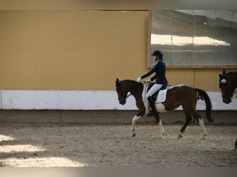 Italienisches Reitpferd Mix Stute 9 Jahre 146 cm Schecke in Rheinfelden