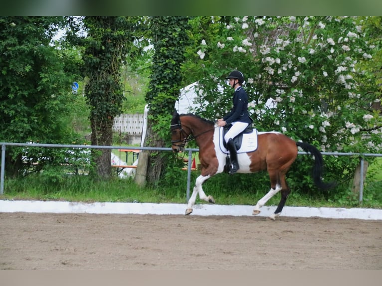 Italienisches Reitpferd Mix Stute 9 Jahre 146 cm Schecke in Rheinfelden