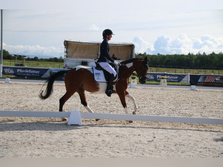 Italienisches Reitpferd Mix Stute 9 Jahre 146 cm Schecke in Rheinfelden