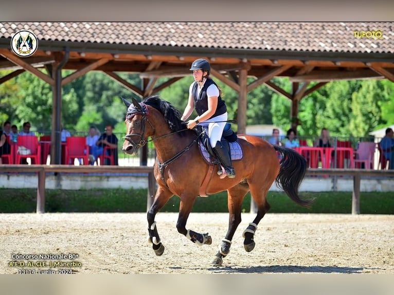 Italienisches Reitpferd Stute 9 Jahre 171 cm Brauner in Grote Brogel