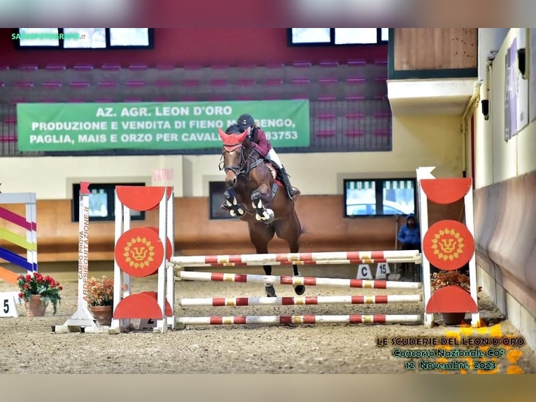 Italienisches Reitpferd Stute 9 Jahre 171 cm Brauner in Grote Brogel