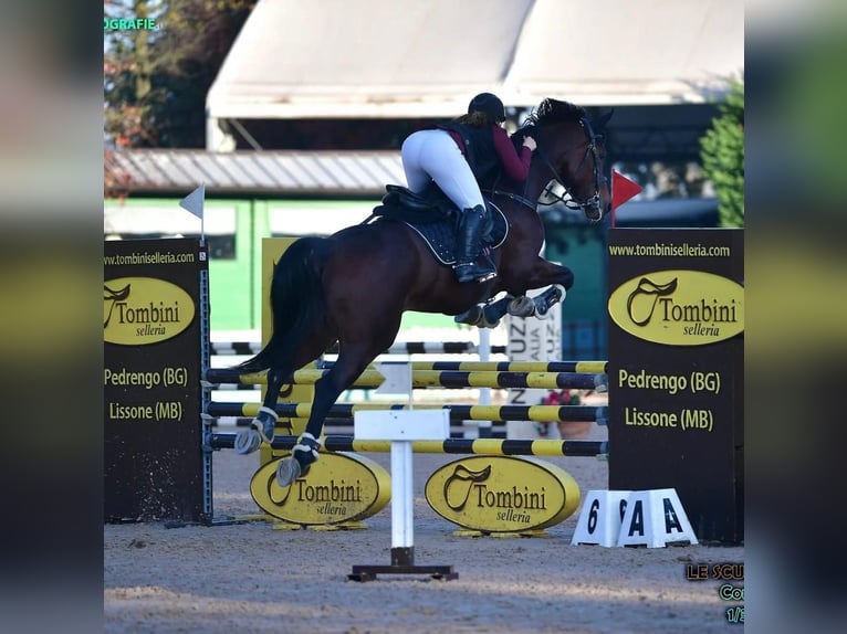 Italienisches Reitpferd Stute 9 Jahre 171 cm Brauner in Grote Brogel