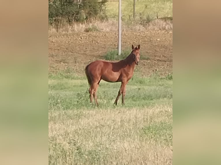 Italienisches Reitpferd Stute Fohlen (04/2024) Dunkelfuchs in Tolentino