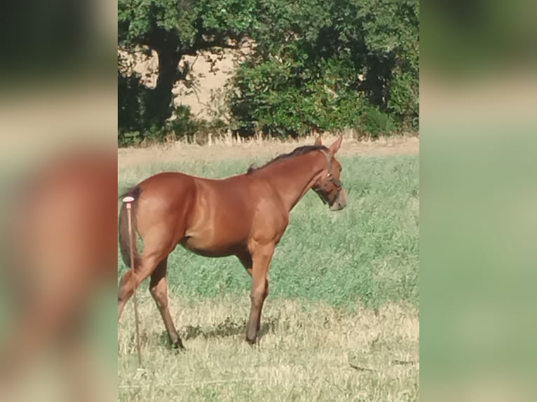 Italienisches Reitpferd Stute Fohlen (04/2024) Dunkelfuchs in Tolentino