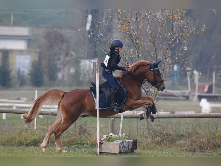 Italienisches Reitpferd Mix Wallach 10 Jahre 147 cm Fuchs in MONTEMURLO