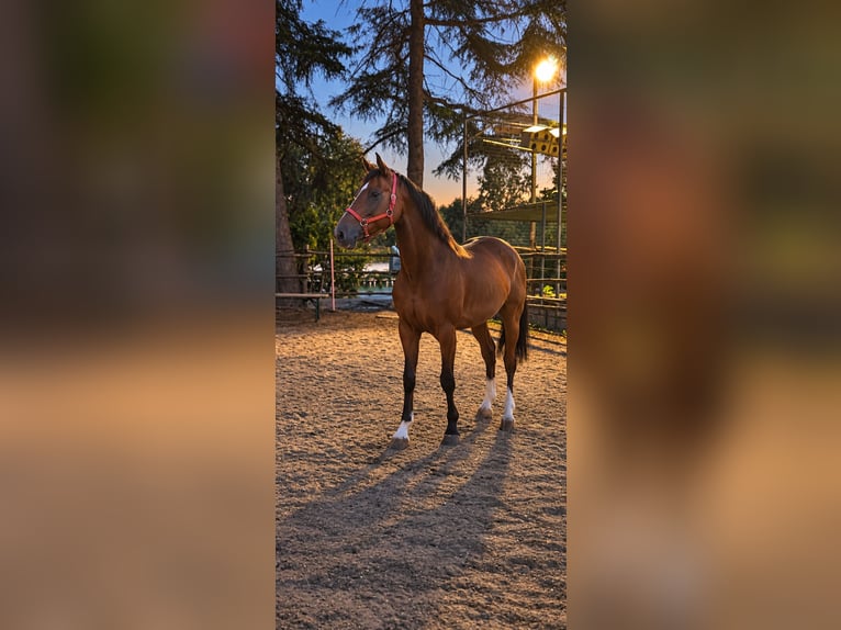 Italienisches Reitpferd Wallach 10 Jahre 165 cm Hellbrauner in Roma