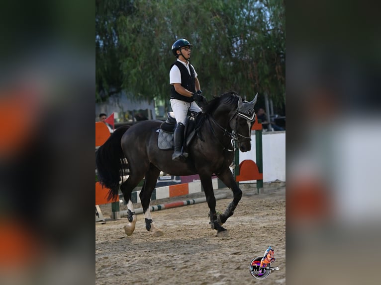 Italienisches Reitpferd Wallach 10 Jahre Dunkelbrauner in Sammichele Di Bari