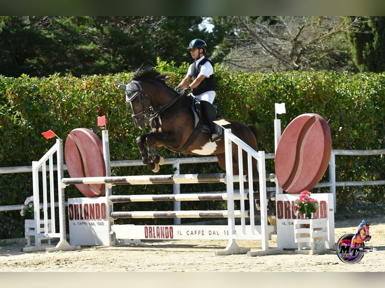 Italienisches Reitpferd Wallach 10 Jahre Dunkelbrauner in Sammichele Di Bari