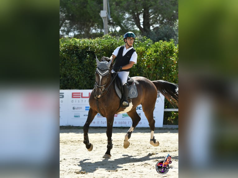 Italienisches Reitpferd Wallach 10 Jahre Dunkelbrauner in Sammichele Di Bari