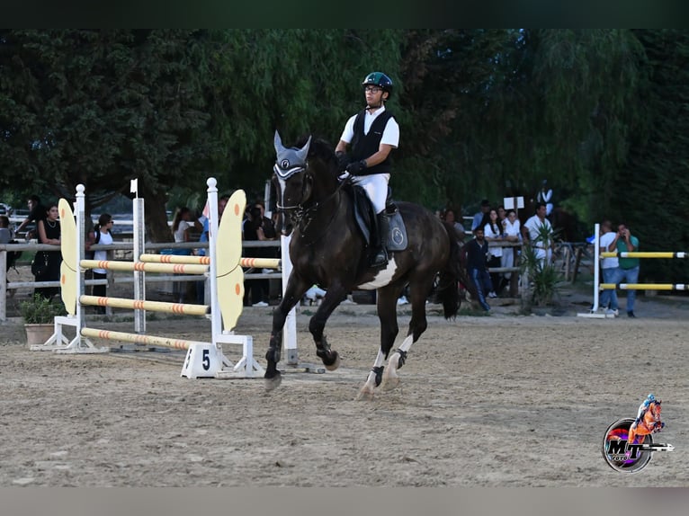 Italienisches Reitpferd Wallach 10 Jahre Dunkelbrauner in Sammichele Di Bari