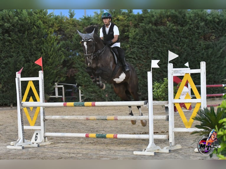 Italienisches Reitpferd Wallach 10 Jahre Dunkelbrauner in Sammichele Di Bari