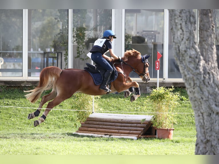 Italienisches Reitpferd Mix Wallach 11 Jahre 147 cm Fuchs in MONTEMURLO