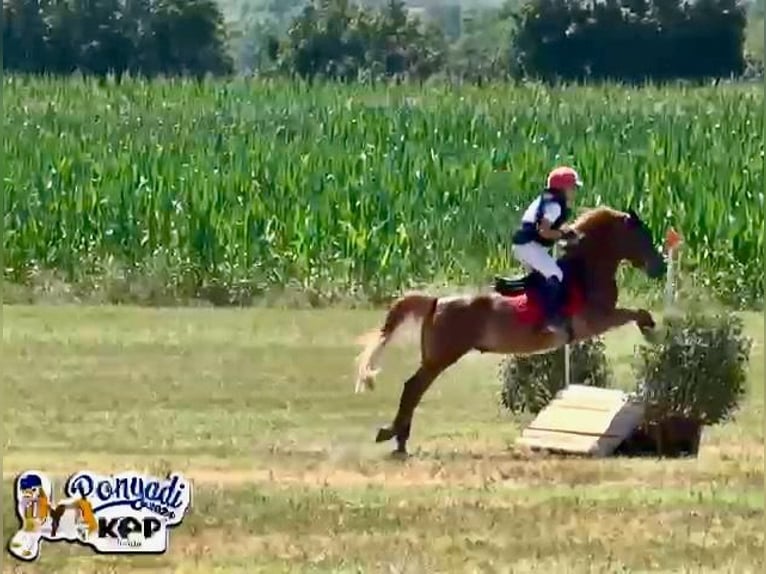 Italienisches Reitpferd Mix Wallach 11 Jahre 147 cm Fuchs in MONTEMURLO